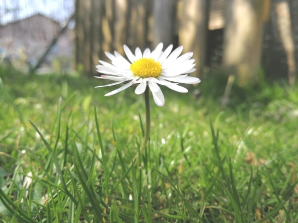 Wiese