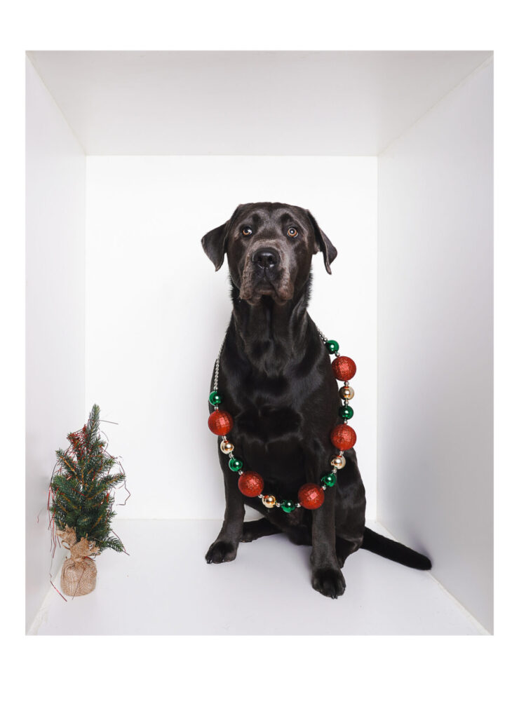 X-Mas Dog Fotoshooting