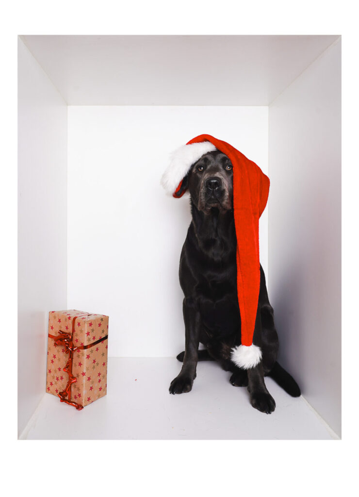 X-Mas Dog Fotoshooting 1