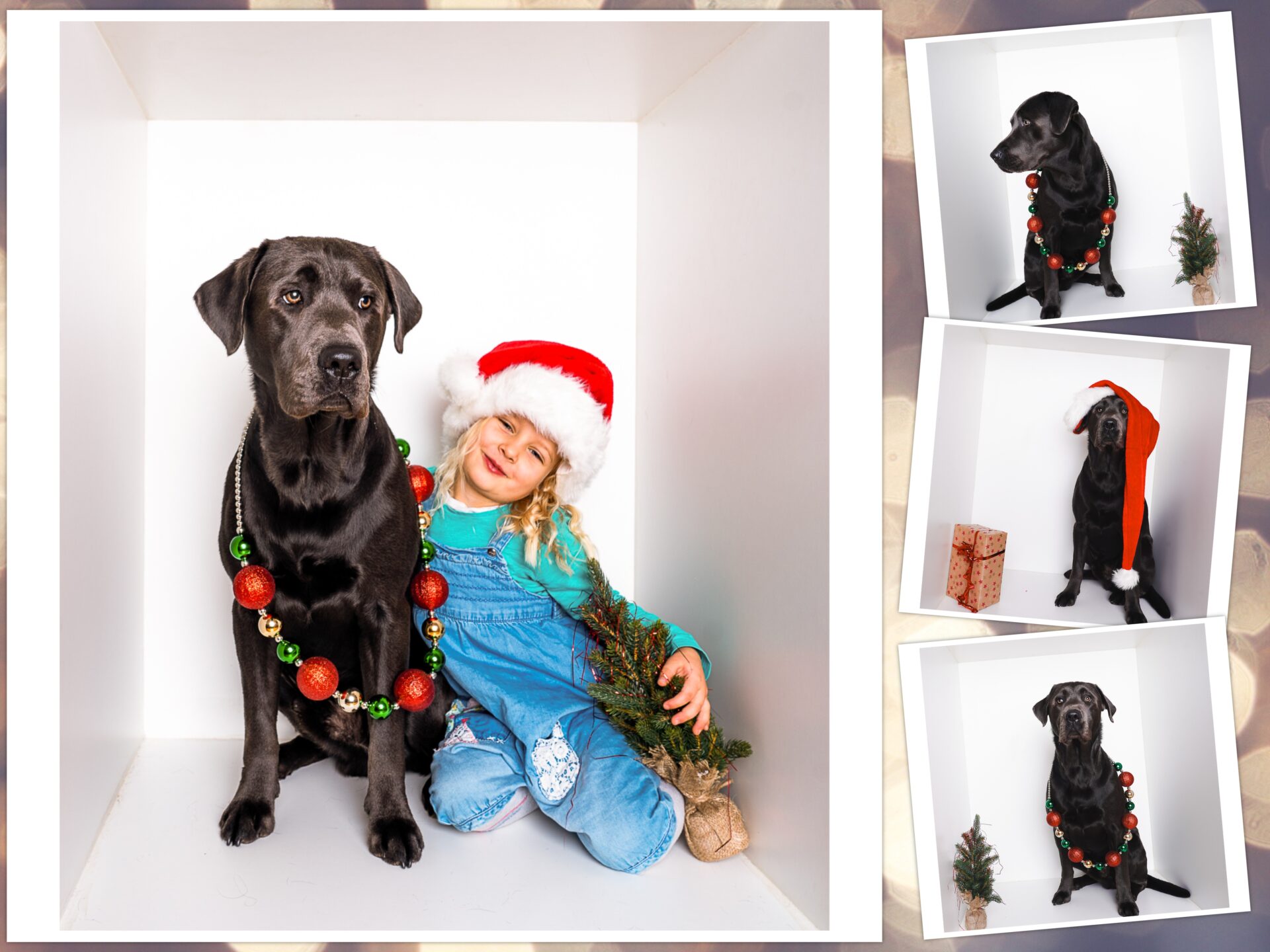 X-Mas Dog Fotoshooting 2